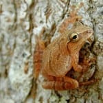 Tinklepink Spring Peeper Frog Returns To Martha's Vineyard