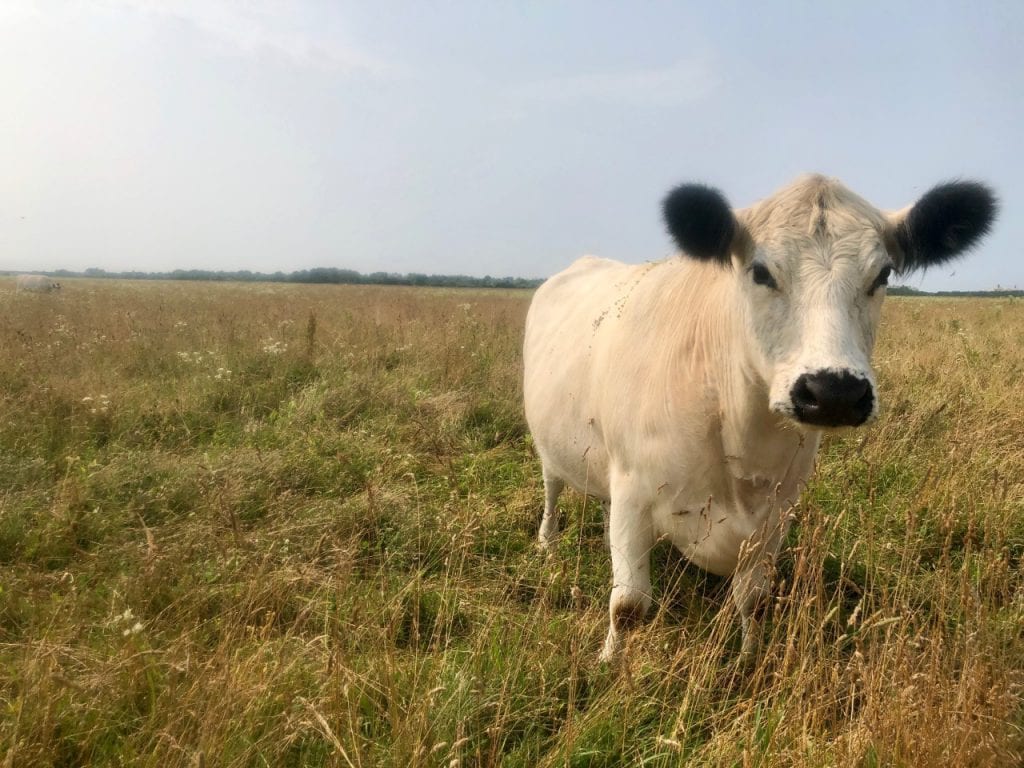 The FARM Institute The Trustees Pasture to Plate Martha's Vineyard