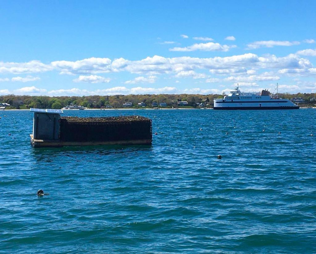 Cottage City Oysters Farm Tours
Oyster Farms Martha's Vineyard
Point B Realty Oak Bluffs Eat Local