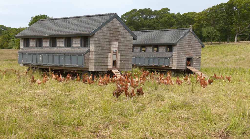 The Grey Barn
Martha’s Vineyard
Farm Stand
Organic Farm
Chilmark
Martha’s Vineyard Bucket List
Laying hens